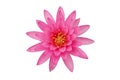 Blooming Pink Water Lily Flower Isolated on White Background with Clipping Path Royalty Free Stock Photo