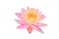 blooming pink water lily flowers or lotus flower isolated on white background with clipping path Royalty Free Stock Photo