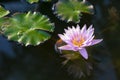 Blooming pink water lily.Lotus flowers that open flowers in summer morning after rain. surrounded by a blanket of green lily pads Royalty Free Stock Photo