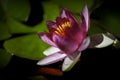 A blooming pink water lily in the pool Royalty Free Stock Photo