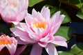 Blooming pink waterlilies in pond