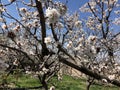 Blooming pink and white abricos