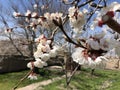 Blooming pink and white abricos