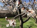 Blooming pink and white abricos