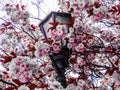 Blooming pink and white flower tree in spring Royalty Free Stock Photo