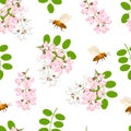 Blooming pink and white flowers acacia, green leaves and bees on a white background. Seamless floral pattern. Vector illustration