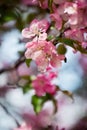 Blooming pink and white flowers on apple tree branch with green leaves close up, beautiful spring cherry blossom, sakura flowers Royalty Free Stock Photo