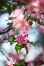 Blooming pink and white flowers on cherry tree branch with green leaves close up, spring apple blossom, purple sakura flower bloom Royalty Free Stock Photo
