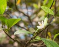 Blooming pink and white lime flowers on a lemon tree branch