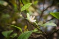 Blooming pink and white lime flowers on a lemon tree branch