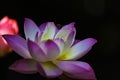 A pink white lotus flower in blossom Royalty Free Stock Photo