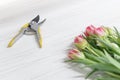 Blooming pink and white tulip flowers bouquet and prunning shears tool laying on white wooden background. Florist