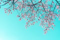 Blooming pink Wild Himalayan Cherry or Prunus cerasoides