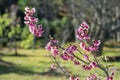 Blooming pink Wild Himalayan Cherry or Prunus cerasoides at Chiangmai Royal Agricultural Research Center , Thailand