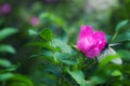Blooming pink wild rose spring day Royalty Free Stock Photo