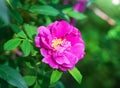 Blooming pink wild rose spring day Royalty Free Stock Photo