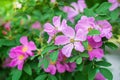 Blooming pink wild rose spring day Royalty Free Stock Photo