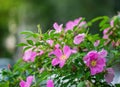 Blooming pink wild rose spring day Royalty Free Stock Photo