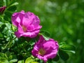 Blooming pink wild rose spring day Royalty Free Stock Photo