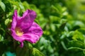 Blooming pink wild rose spring day Royalty Free Stock Photo
