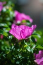 Blooming pink wild rose spring day Royalty Free Stock Photo