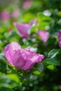 Blooming pink wild rose spring day Royalty Free Stock Photo