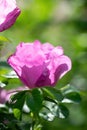 Blooming pink wild rose spring day Royalty Free Stock Photo