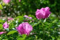 Blooming pink wild rose spring day Royalty Free Stock Photo