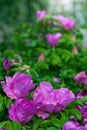 Blooming pink wild rose spring day Royalty Free Stock Photo