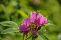 Blooming pink wild rose after a summer rain Royalty Free Stock Photo