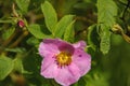 Blooming pink wild rose after a summer rain Royalty Free Stock Photo
