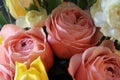 Blooming Pink and Yellow Roses