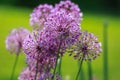 Blooming plant Allium