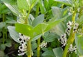 Blooming plant of broad beans Vicia faba Royalty Free Stock Photo