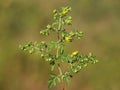 Blooming plant of Bushy Cinquefoil, Potentilla supina