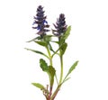 Blooming plant of Carpet bugle or blue bugle isolated on white, Ajuga genevensis Royalty Free Stock Photo