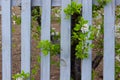 Blooming Plant And Gray Wooden Fence. Nature, Gardening Concept. Nature Background. Royalty Free Stock Photo