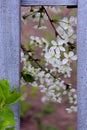 Blooming Plant And Gray Wooden Fence. Nature, Gardening Concept. Nature Background. Royalty Free Stock Photo