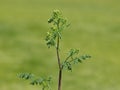 Hemlock or poison hemlock, Conium maculatum