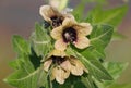 Blooming plant of henbane, black henbane or stinking nightshade