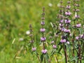 Blooming plant of Jerusalem sage