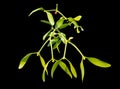 Blooming plant mistletoe Viscum coloratum