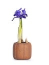 Blooming plant in pot on white background