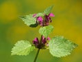 Blooming plant of purple deadnettle or red dead-nettle.