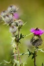 Blooming plant spines with a purple flower with a bumblebee and a blurred green background.