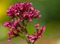 Blooming Red Valerian flower and close up photography. Royalty Free Stock Photo