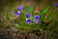 Blooming plant of wildflowers - blue violets with green foliage Royalty Free Stock Photo