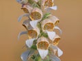 Blooming plant of Woolly foxglove or Grecian foxglove. Digitalis lanata Royalty Free Stock Photo