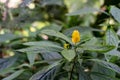 Blooming plant with yellow bud, pachystachys lutea acanthaceae