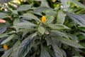 Blooming plant with yellow bud, pachystachys lutea acanthaceae